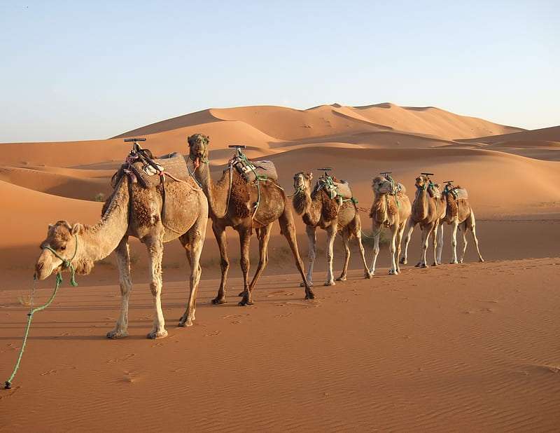 HD-wallpaper-mysterious-morocco-desert-morocco-desert-mysterios-country-camel-animal